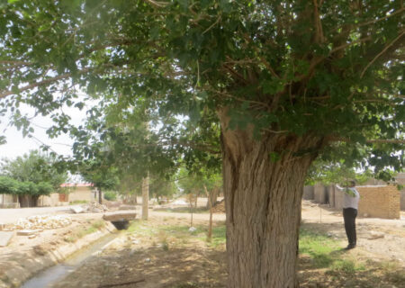 درخت توت کهنسال سرآسیاب نطنز در فهرست آثار ملی طبیعی ایران ثبت شد