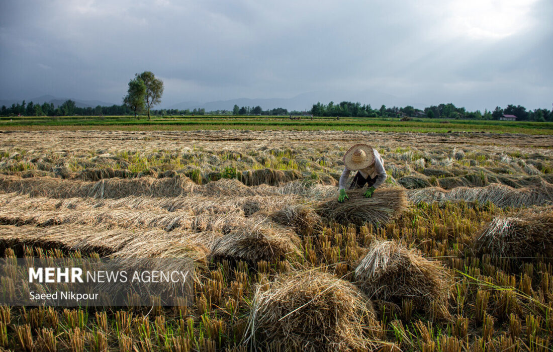 برداشت ۵ هزار تن برنج از شالیزارهای سیروان به گفته رئیس جهاد کشاورزی ایلام