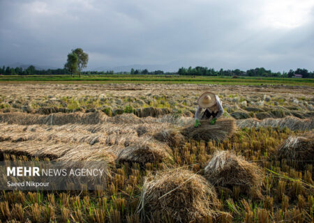 برداشت ۵ هزار تن برنج از شالیزارهای سیروان به گفته رئیس جهاد کشاورزی ایلام