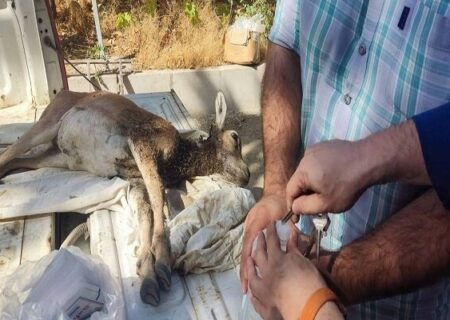 تیمار بره میش وحشی مصدوم در شمیرانات