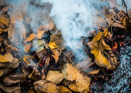 قاسم زاده: با متخلفان آتش‌ زدن برگ‌ درختان در اسکو برخورد قضایی می‌شود