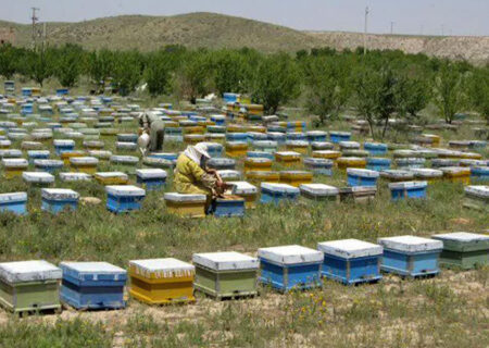 تولید سالانه عسل در گناباد از مرز ۱۶ تن گذشت
