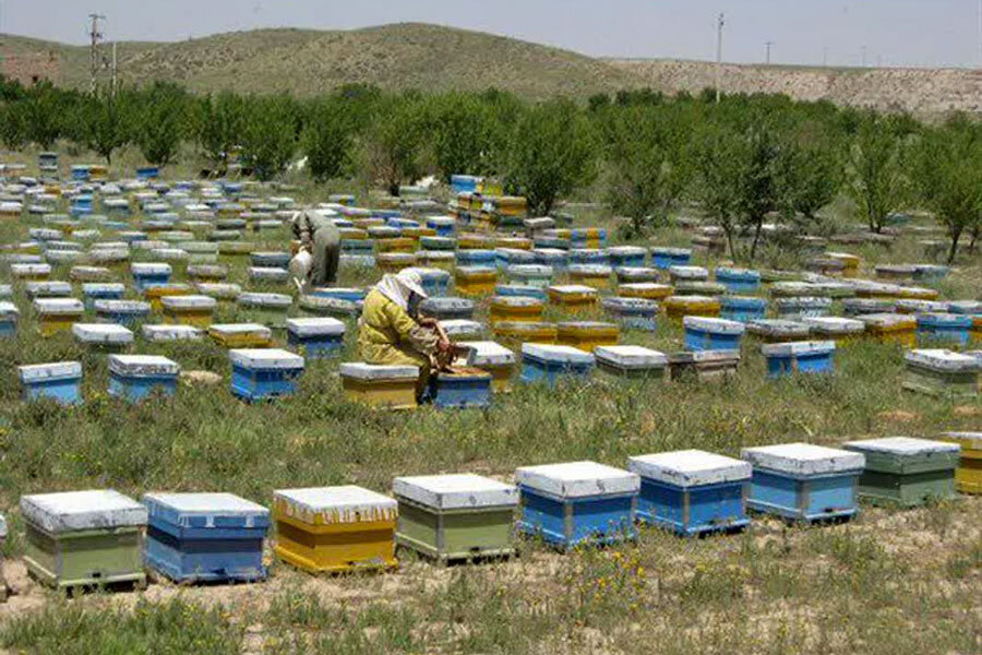 تولید سالانه عسل در گناباد از مرز ۱۶ تن گذشت