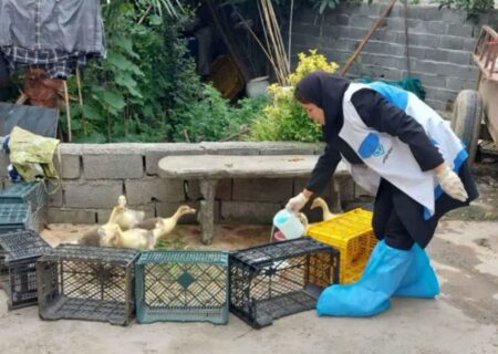 آغاز طرح واکسیناسیون طیور بومی در استان مازندران