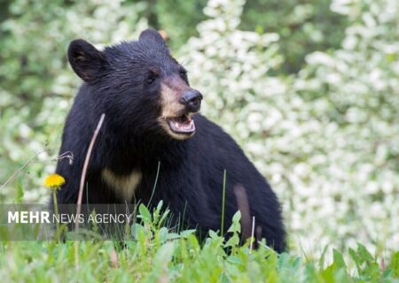 مشاهده یک قلاده خرس سیاه آسیایی در میناب