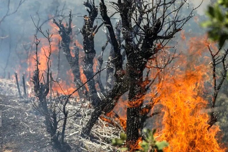 ثبت ۱۷ مورد آتش‌سوزی در مناطق حفاظت‌شده ایلام به گفته محمدی