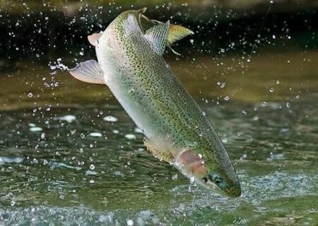 تبریز در عرصه پرورش ماهی به روش مدار بسته پیشرو است