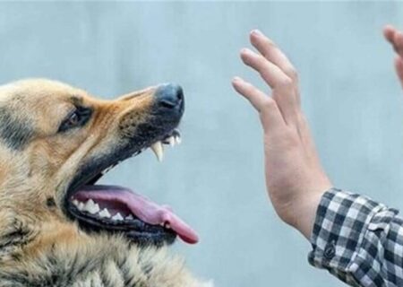 شمار جان‌باختگان هاری در ایران رسماً اعلام شد