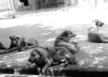 تهران در محاصره دویست هزار سگ بی‌صاحب! + هزینه کشتن هر سگ