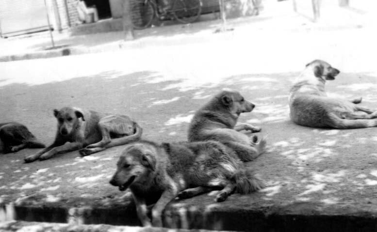 تهران در محاصره دویست هزار سگ بیصاحب! + هزینه کشتن هر سگ