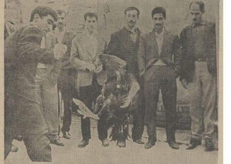 تصمیم تشکیلاتی خروس‌بازان تهران در نیم قرن پیش!