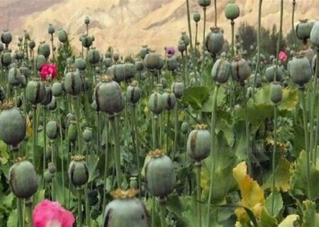 مجازات کشت غیرقانونی خشخاش و شرایط کشت قانونی آن در کشور