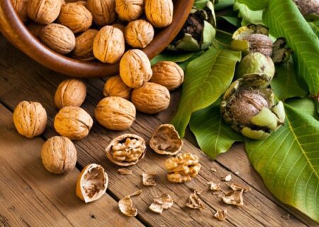 انواع گردو در ایران؛ معرفی، ویژگی‌ها و بهترین مناطق کشت