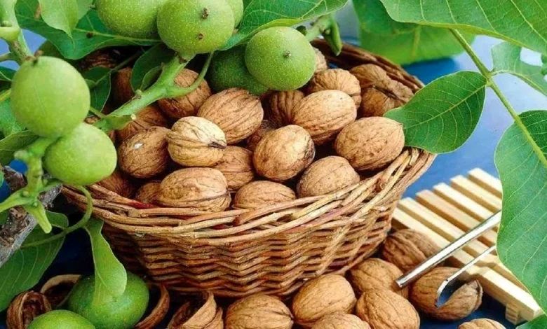 یک جانباخته و ۵۲ مصدوم در گردو تکانی استان همدان