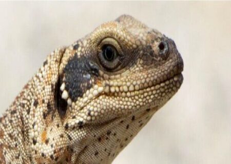 مارمولک‌هایی که برای زنده ماندن باید نمک عطسه کنند!