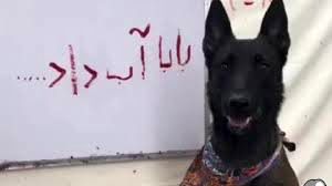 سگی به نام «گانر فارسی» نوشتن را یاد گرفت/ ویدئو