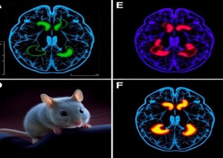 راه رفتن دوباره موش‌ها پس از سکته با سلول‌های مغزی آزمایشگاهی
