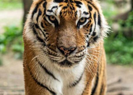 تعبیر خواب ببر