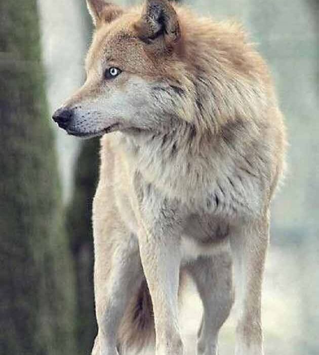 تعبیر خواب گرگ