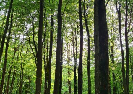 تعبیر خواب جنگل