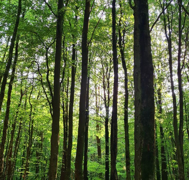 تعبیر خواب جنگل