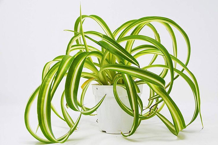 راهنمای جامع گلدان: از انتخاب تا نگهداری برای رشد بهتر گیاهان