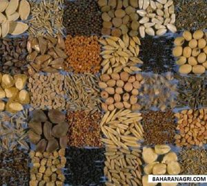 راهنمای کامل بذر خوراکی