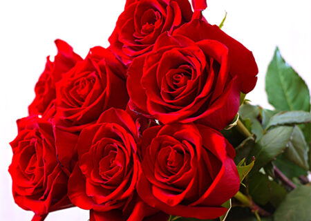 گل؛ راهنمای جامع انتخاب، نگهداری و پرورش 🌸🌿