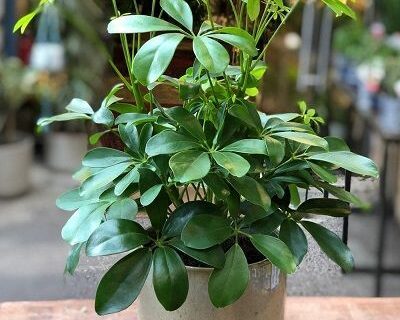 راهنمای جامع گلدان: از انتخاب تا نگهداری برای رشد بهتر گیاهان