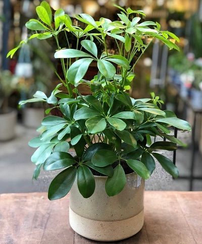 راهنمای جامع گلدان: از انتخاب تا نگهداری برای رشد بهتر گیاهان