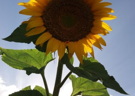 تعبیر خواب گل آفتابگردان