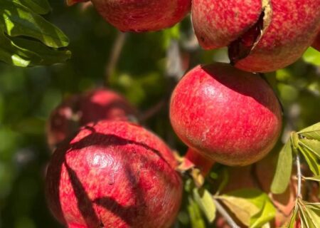 تعبیر خواب انار شب یلدا