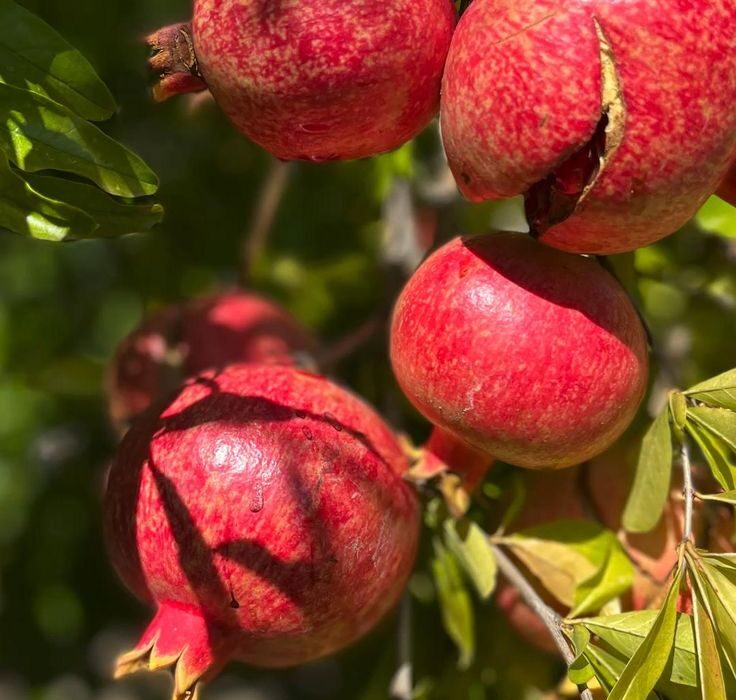 تعبیر خواب انار شب یلدا