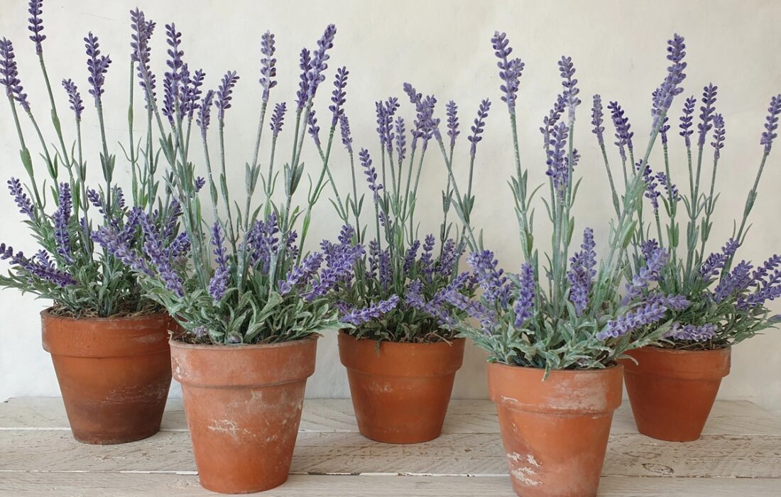 با این 5 گیاه، خانهتان را از عنکبوتها پاکسازی کنید!