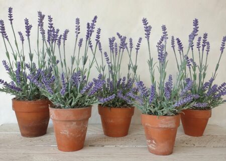 با این 5 گیاه، خانه‌تان را از عنکبوت‌ها پاکسازی کنید!