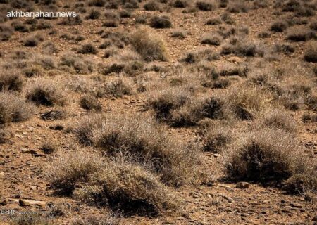 نمایش تماشایی کل‌ها و آهوان در طبیعت بکر ییلاقات شاهرود