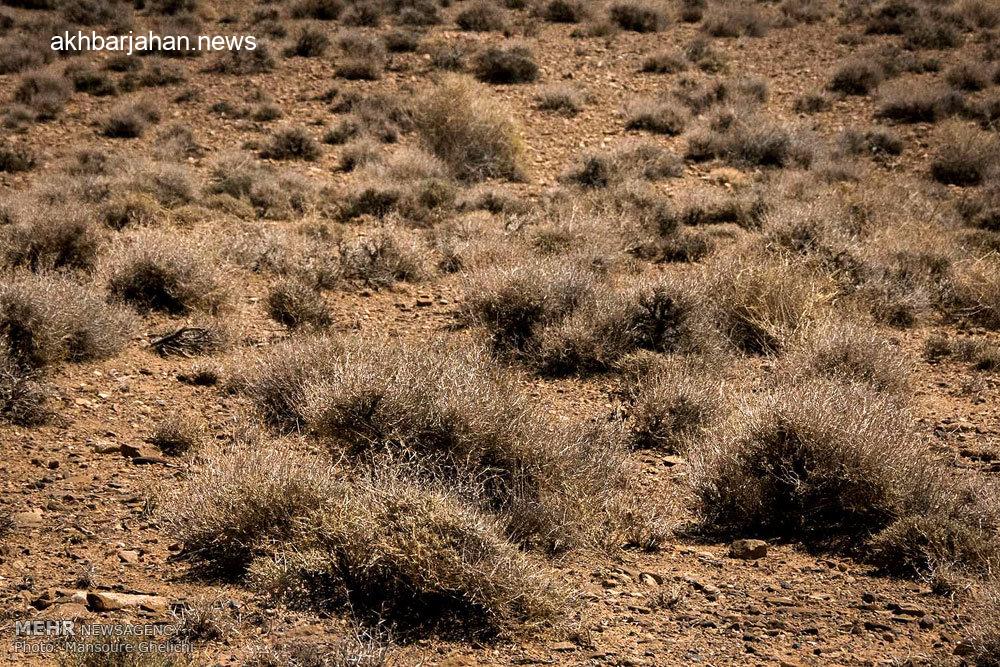 نمایش تماشایی کل‌ها و آهوان در طبیعت بکر ییلاقات شاهرود