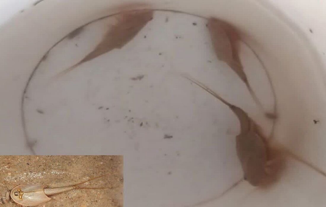 کشف فسیل زنده ۲۰۰ میلیون ساله میگوی سر وزغی در اردستان