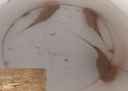 کشف فسیل زنده ۲۰۰ میلیون ساله میگوی سر وزغی در اردستان