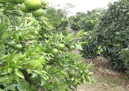 آغاز برداشت نارنگی‌های پیش‌رس در باغ‌های مازندران