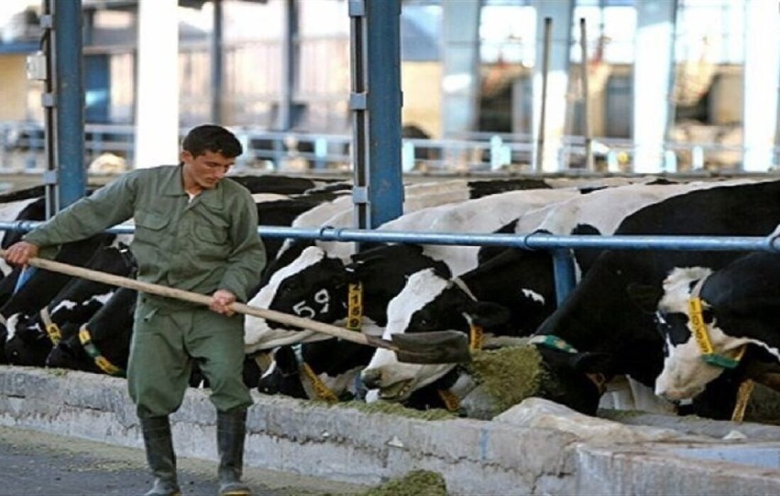 توصیههای اکید دامپزشکی چهارمحال و بختیاری به دامداران و خریداران فرآوردههای دامی