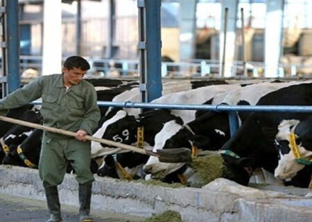 توصیه‌های اکید دامپزشکی چهارمحال و بختیاری به دامداران و خریداران فرآورده‌های دامی