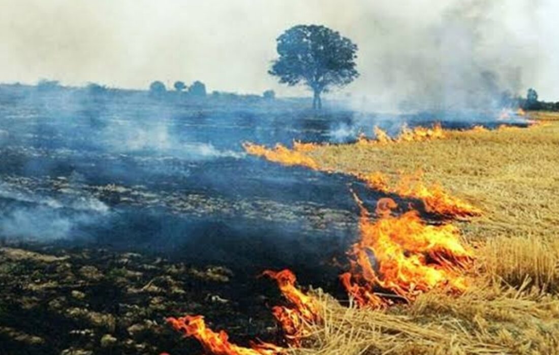 مجازات در انتظار متخلفان حوزه پس‌ماندهای کشاورزی