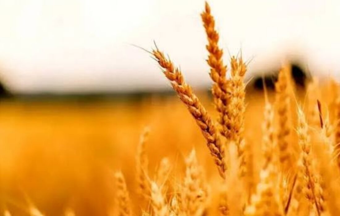 افت ۲۵۰ هزار تنی تولید گندم در لرستان طی یک سال گذشته