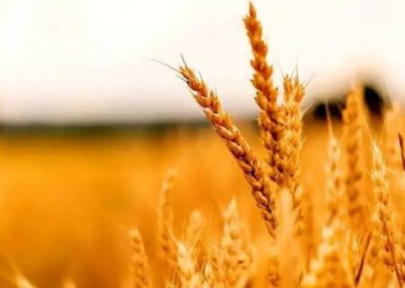 افت ۲۵۰ هزار تنی تولید گندم در لرستان طی یک سال گذشته