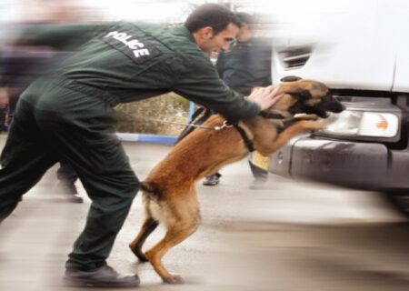 کشف مواد مخدر با کمک سگ‌های موادیاب