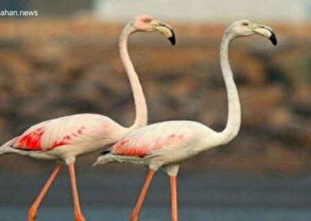 ورود فلامینگوها به تالاب بین‌المللی پرندگان