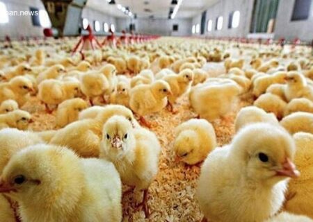 پیش‌بینی جوجه‌ریزی ۱۵۵ میلیون قطعه‌ای در مهرماه