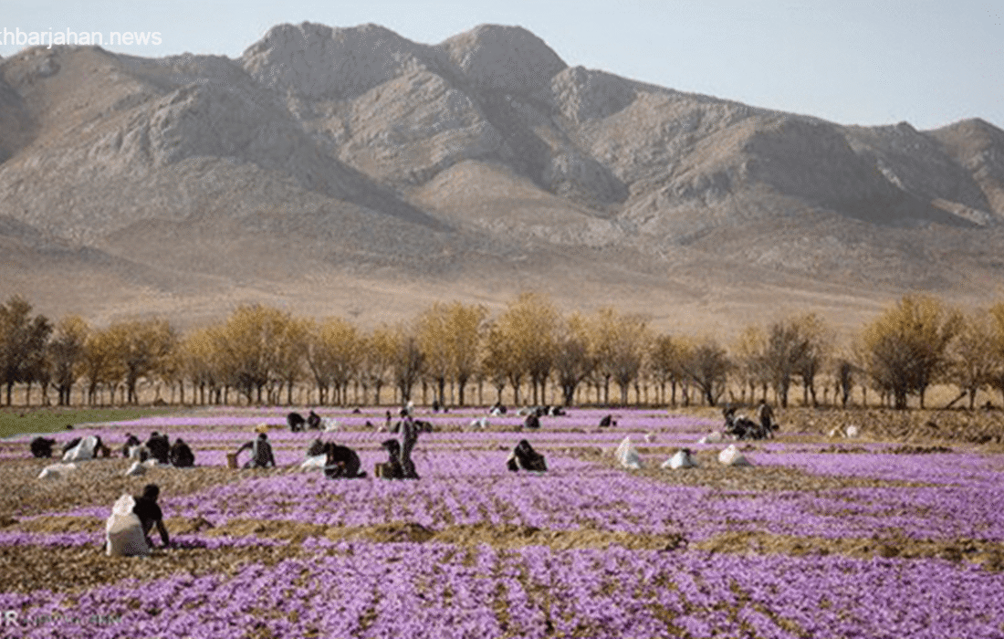 داستان یاقوت سرخ ازان: نیم قرن زعفرانکاری در دل اصفهان