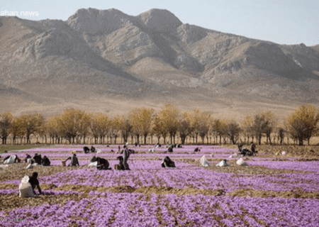 داستان یاقوت سرخ ازان: نیم قرن زعفران‌کاری در دل اصفهان